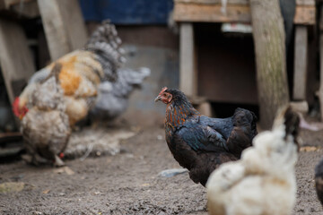 Free range hens walking in chicken coop © Iryna