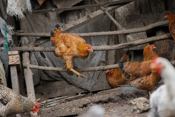 Chickens living in rustic wooden chicken coop © Iryna