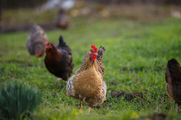 Free range speckled hen walking on green grass