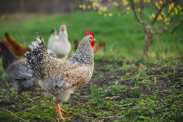 Free-range rooster walking on green grass