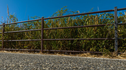 Fototapeta premium Low-angle shot of a dark metal post-and-rail fence running alongside an asphalt road. Behind the fence, dense green and wild vegetation grows under a clear, bright blue sky. Asphalt in the foreground.