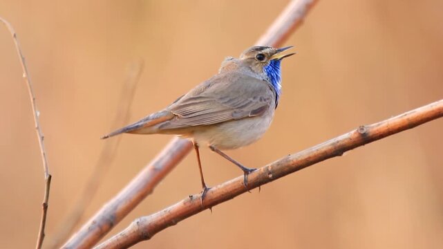 Beautiful male bluethroat Luscinia svecica bird with a bright blue neck patch singing on a dry branch