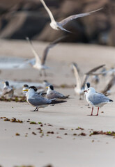Greater Crested Tern (Thalasseus bergii) flock in beach