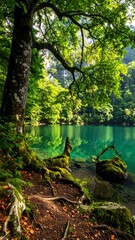 Obraz premium Lush forest beside a pristine lake with turquoise water, a large tree, and moss-covered rocks. Serene, natural scene