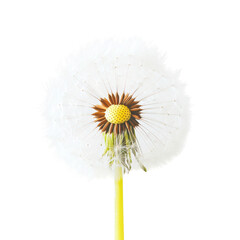 Dried Dandelion Seed Head Closeup Detail isolated on a transparent background