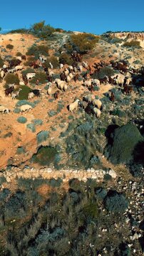 Drone view from behind a herd of Chios sheep and Shami goats roaming the rocky Mediterranean landscape in golden light