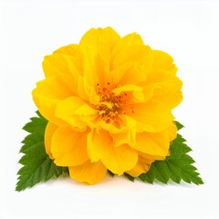 Radiant yellow kerria japonica blossom isolated on a clean white backdrop