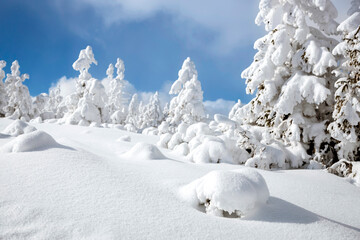 Snowy winter pine forest landscape with fresh powder snow under blue sky and scattered clouds, magical alpine scenery panorama © marcink3333