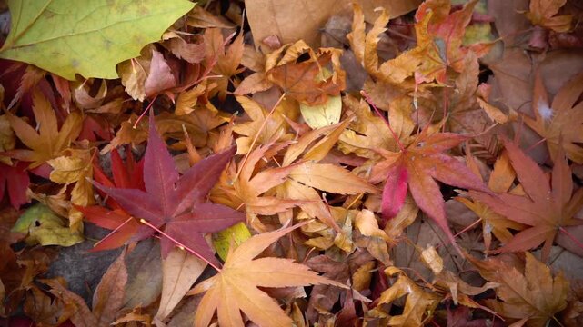 Autumn Maple Leaves Fall Colors Close-Up