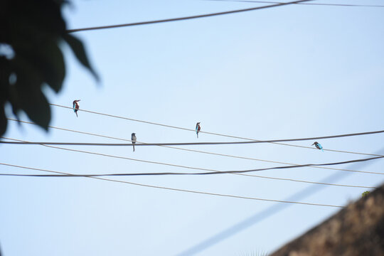 Kingfisher Bird on an electric cable, Kelaniya, Sri Lanka.