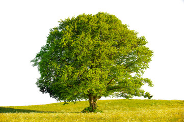 Obraz premium Großer einzelner Baum als Einzelbaum isoliert als Freisteller über transparentem Hintergrund
