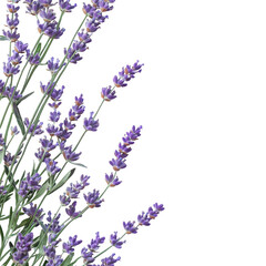 Floral border of purple lavender sprigs with green stems isolated on a transparent background