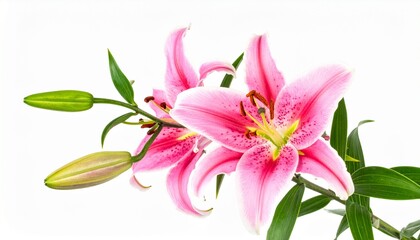 Obraz premium Elegant pink lilies in full bloom with green leaves against white isolated on withe background