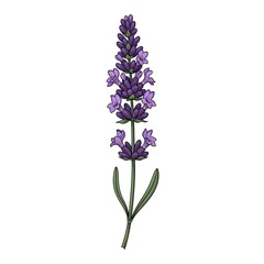 Obraz premium Illustration of lavender plant with purple flowers on a single stem viewed from the side