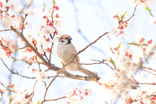 Male house sparrow Passer domesticus perching on a blooming fruit tree branch with white flowers against a bright spring sky