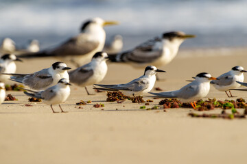 Fototapeta premium Little tern in various stages Sternula albifrons with breeding adult great crested terns blurred in background.