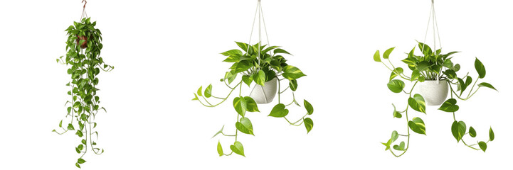 Trailing Pothos and Ivy Hanging Plants Set - Realistic Indoor Greenery Pot Clipart PNG © Mj