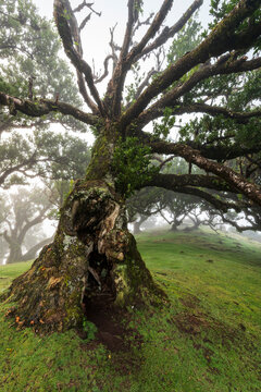 Impressive trunk of a stinkwood laurel tree (Ocotea foetens), covered with moss and fern, in the ancient laurel forest of Fanal, Madeira, Laurissilva Nature Reserve