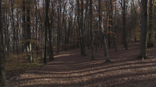 Ungraded LOG Long Take Aerial Ascent: From Ground Texture to Forest Canopy View