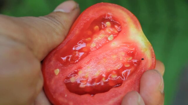 Close up hand holding and squeezing one half of a fresh juicy red tomato