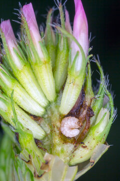 Larva of Apion apricans, species of seed weevils inside a red clover flower head. Pest of small-seeded legumes, animal feed.