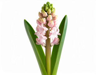 Fototapeta premium Pink Hyacinth Flower Blooming in Garden with Green Leaves from Front View 
