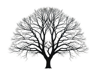 Fototapeta premium A majestic tree with intricate branches reaching out in all directions