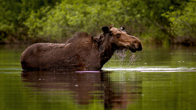 A female moose in the river at Parc national de la Jacques‑Cartier, Canada