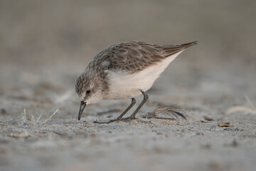 Little Stint - Calidris minuta foraging on muddy shore at Khawr Ad Dahariz Reserve, Oman. Small migratory shorebird in winter plumage probing wet sand in coastal lagoon habitat.
