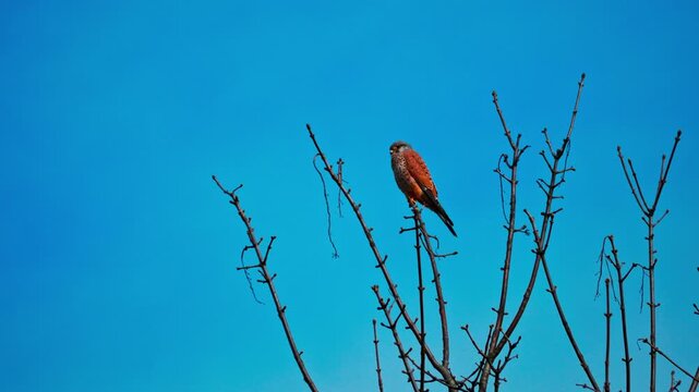 Ultra HD 4K video of a Common Kestrel perched calmly on a tree branch in natural daylight. Detailed feathers, sharp beak, and alert gaze captured in a serene outdoor setting. Perfect for wildlife