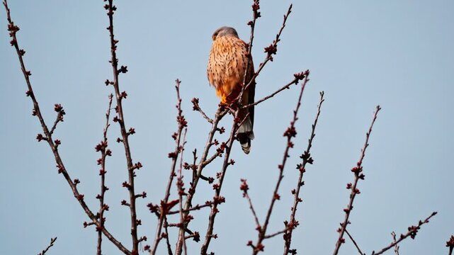 Ultra HD 4K video of a Common Kestrel perched calmly on a tree branch in natural daylight. Detailed feathers, sharp beak, and alert gaze captured in a serene outdoor setting. Perfect for wildlife