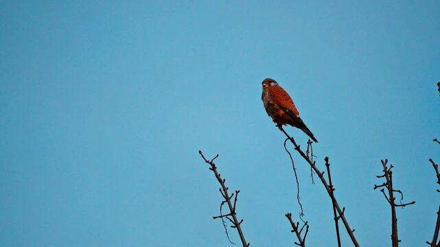 Ultra HD 4K video of a Common Kestrel perched calmly on a tree branch in natural daylight. Detailed feathers, sharp beak, and alert gaze captured in a serene outdoor setting. Perfect for wildlife