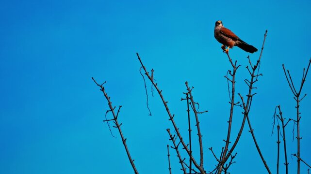 Ultra HD 4K video of a Common Kestrel perched calmly on a tree branch in natural daylight. Detailed feathers, sharp beak, and alert gaze captured in a serene outdoor setting. Perfect for wildlife
