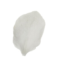 Beautiful flower petal of blossoming pear tree on white background