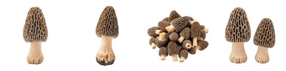 Premium Morel Mushroom Collection, Organic Wild Foraged Morchella Set, Gourmet Edible Fungi Ingredient, High Quality Culinary Mushroom Isolated on White Background PNG