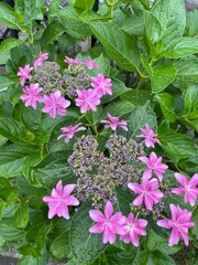 pink hydrangea flowers in the garden