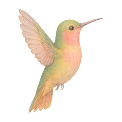 Obraz premium PNG Colorful hummingbird illustration design.
