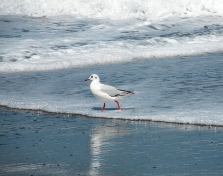Beautiful Cahuil Gull (Chroicocephalus maculipennis)