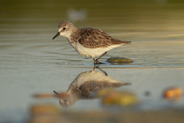 Little Stint - Calidris minuta foraging at Khawr Ad Dahariz, Salalah, Oman. A crisp reflection and soft golden light highlight this tiny wader along the serene Dhofar coastline.