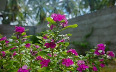 Fototapeta premium Fleurs pervenches fuchsia dans un jardin tropical