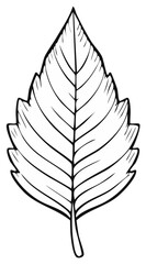 Fototapeta premium Detailed black and white illustration of a single leaf with veins