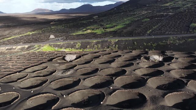 La Geria vineyards growing grapes on Lanzarote