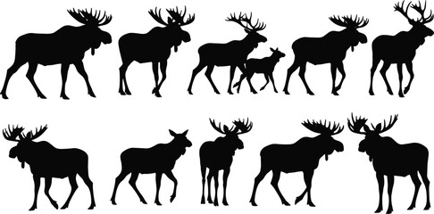 Fototapeta premium Black silhouette vector illustration of moose in various poses, adult animals with antlers and calf walking beside parent gracefully