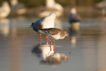 Common Redshank - Tringa totanus foraging in the golden light at Khawr Ad Dahariz, Salalah, Oman. Beautiful wildlife shot featuring its iconic bright orange-red legs and a soft bokeh background