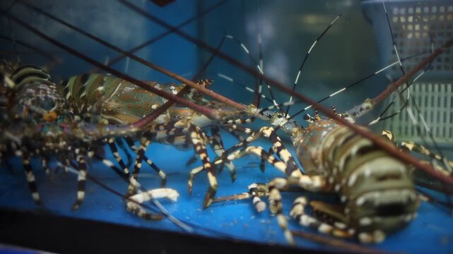 Live spiny lobsters in a glass water tank at a local Vietnamese street restaurant in Vietnam. Fresh seafood selection for customers at an outdoor dining place in a Southeast Asia oriental city.