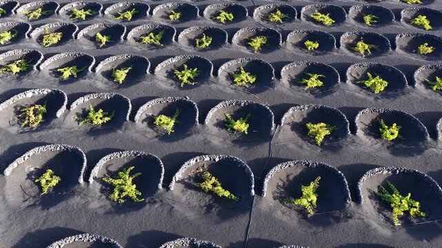 La Geria volcanic vineyards Lanzarote unique grape cultivation