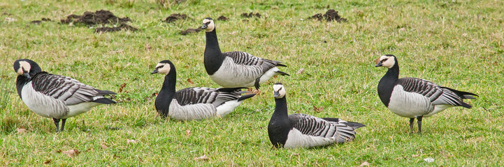  barnacle geese in a field in the wetlands of Bourgoyen nature reserve, Ghent, Flanders, Belgium  © Kristof Lauwers