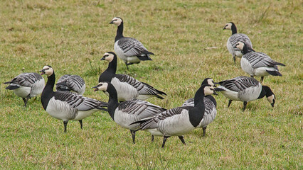  barnacle geese in a field in the wetlands of Bourgoyen nature reserve, Ghent, Flanders, Belgium 