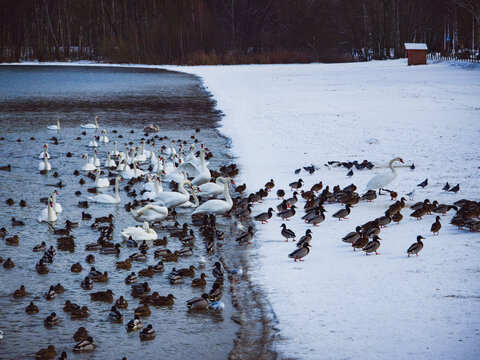 Swans and ducks gathered on the snowy shore of Lake Pogoria III in Dabrowa Gornicza, Poland