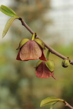 Asimina triloba 'Sunflower', Dreilappiger Papau mit roter Bl&uuml;te